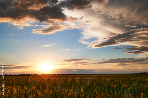 Sunset in young wheat field  barley  rye. Young green wheat sprouts of grain crops. Agricultural land.