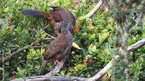 Andean guans (Penelope montagnii) perched in a tree, eating a banana, at the Yanacocha Ecological Reserve, outside of Quito, Ecuador photo