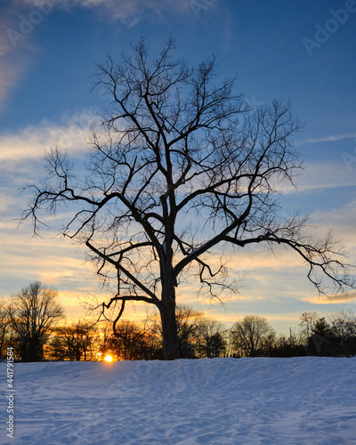 Leafless tree with out stretched branches at top of snowy hill as sun sets on horizon
