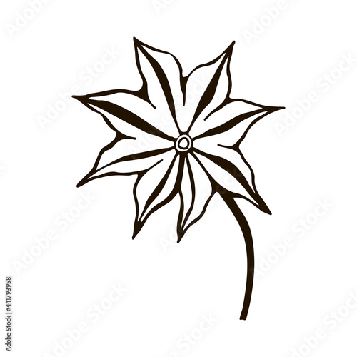 isolated element  star anise black and white vector