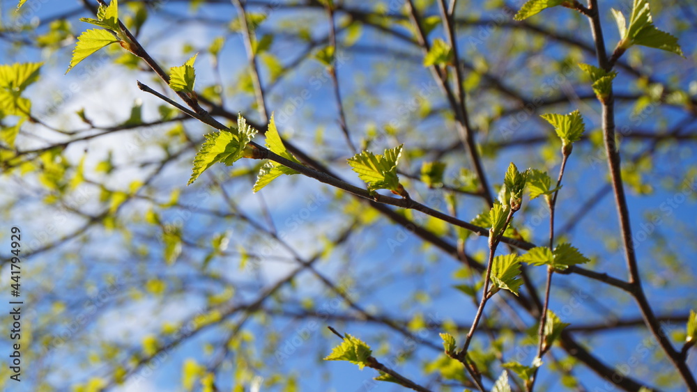 tree branches with young green leaves against a blue sky forest summer sunny spring summer background tree branches with young green leaves against a blue sky forest summer sunny spring summer background
