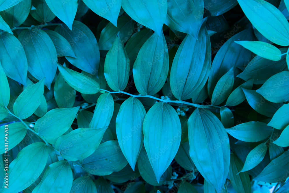 the blue-green leaves are round in shape. Top view. Background, texture the blue-green leaves are round in shape. Top view. Background, texture