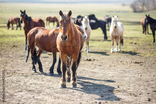 Fototapeta Naklejka Na Ścianę i Meble -  huge herd of horses in the field. Belarusian draft horse breed. symbol of freedom and independence