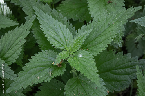 Photo of a wild nettle plant. Nettle with juicy green leaves. An excellent semi-vitamin remedy, enriches the blood with iron, magnesium, potassium. Antiviral agent.