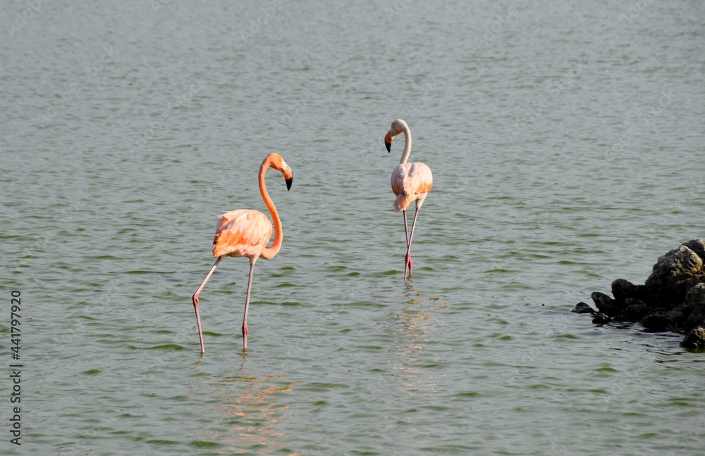 Two pink flamingo wading through the water on the edge of a pond