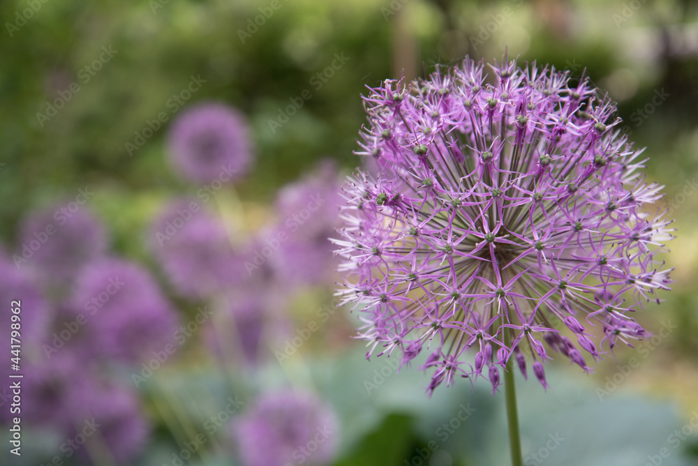 Fototapeta premium Close-up pink or lilac flower. Background, texture. Allium