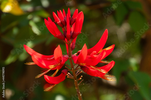 Indian coral tree flowering in summer