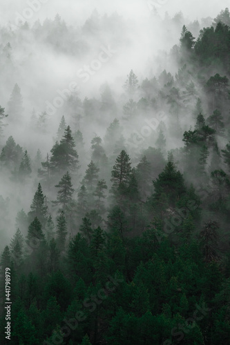 Dekoracja na wymiar  scenic-view-of-forestin-the-fog