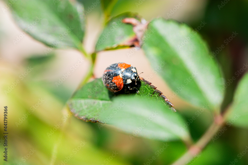 Macro of ladybugs on various surfaces Macro of ladybugs on various surfaces