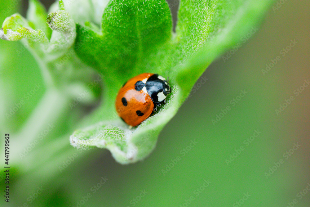 Obraz premium Macro of ladybugs on various surfaces
