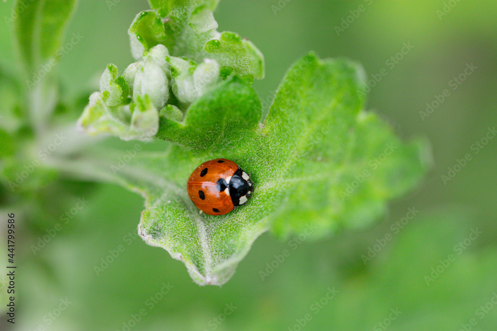 Macro of ladybugs on various surfaces Macro of ladybugs on various surfaces