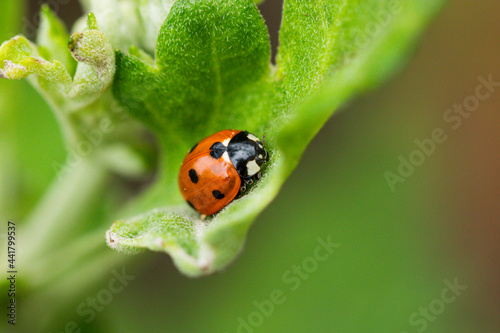 Macro of ladybugs on various surfaces