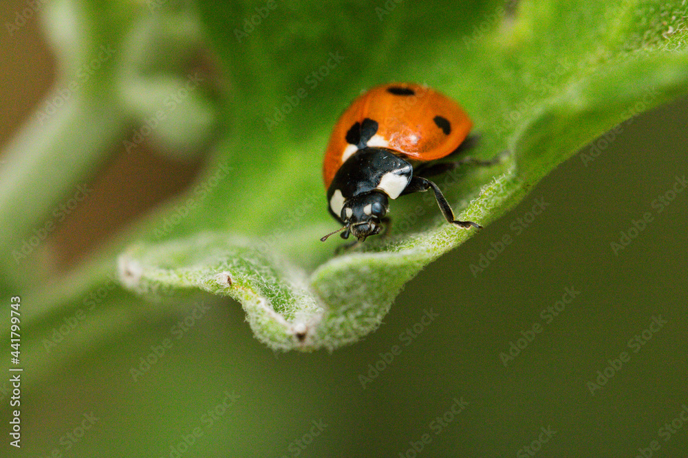 Macro of ladybugs on various surfaces Macro of ladybugs on various surfaces