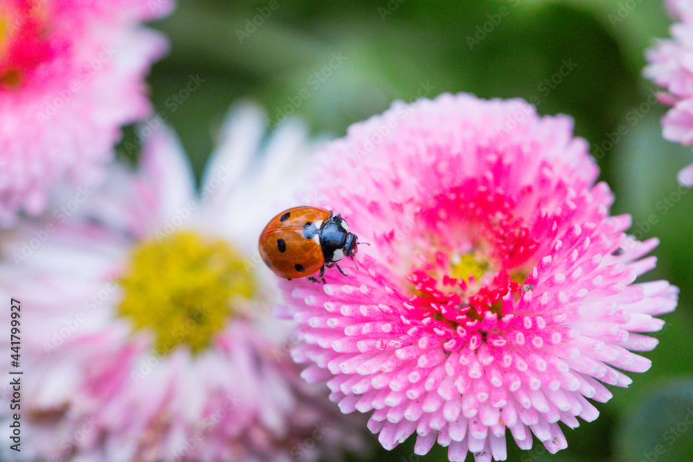Macro of ladybugs on various surfaces Macro of ladybugs on various surfaces