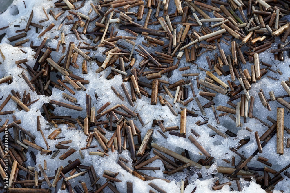 A pieces of reed plant sticks close up in snow ice shore beach at spring. Pattern. Dry short sticks close-up. Background from natural materials. Small pieces of dry tree branches. High quality photo A pieces of reed plant sticks close up in snow ice shore beach at spring. Pattern. Dry short sticks close-up. Background from natural materials. Small pieces of dry tree branches. High quality photo
