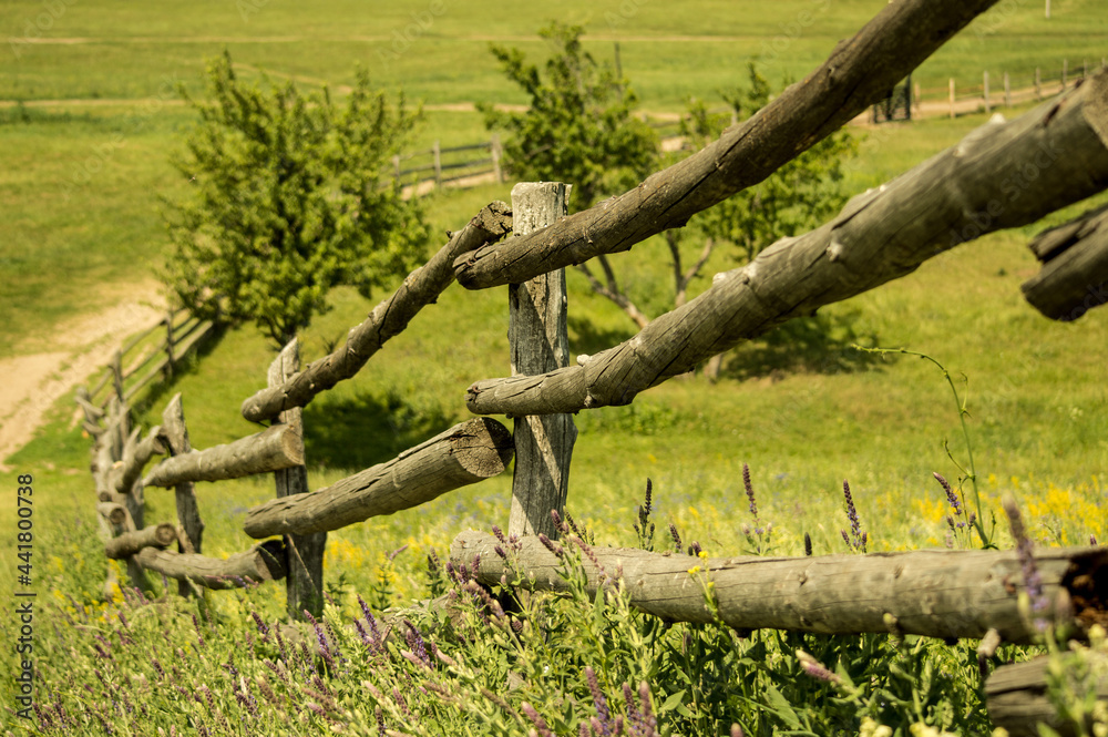 Fototapeta premium Flowers and water in nature