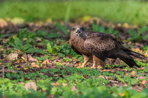 Black Kite Eye to Eye