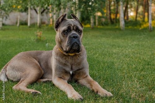 Portrait of an italian cane corso, color formentino. On the green lawn. Strong, powerful dog. © samoilova