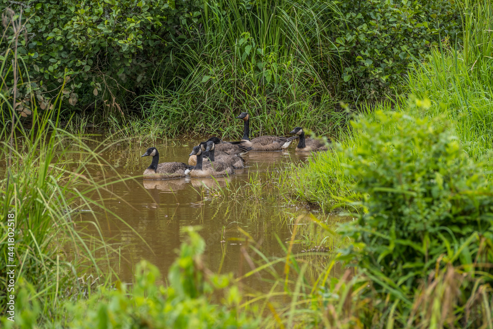 Fototapeta premium Geese family swimming together