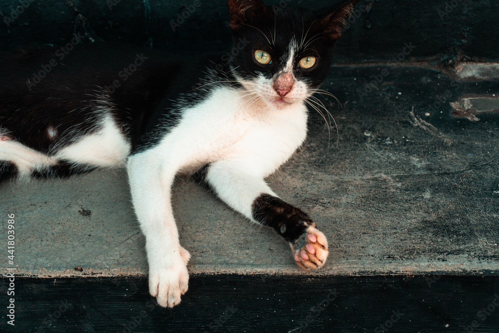 Czarno biały piękny kot na ulicy. - obrazy, fototapety, plakaty 