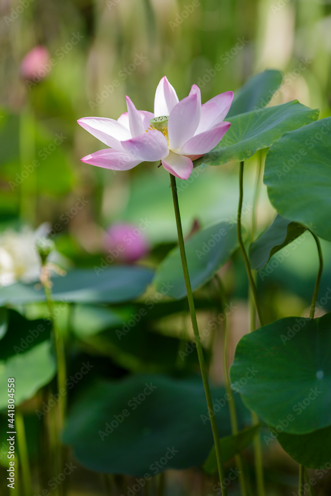 Pink lotus flower plants in water. Blooming aquatic plants in the pond Pink lotus flower plants in water. Blooming aquatic plants in the pond