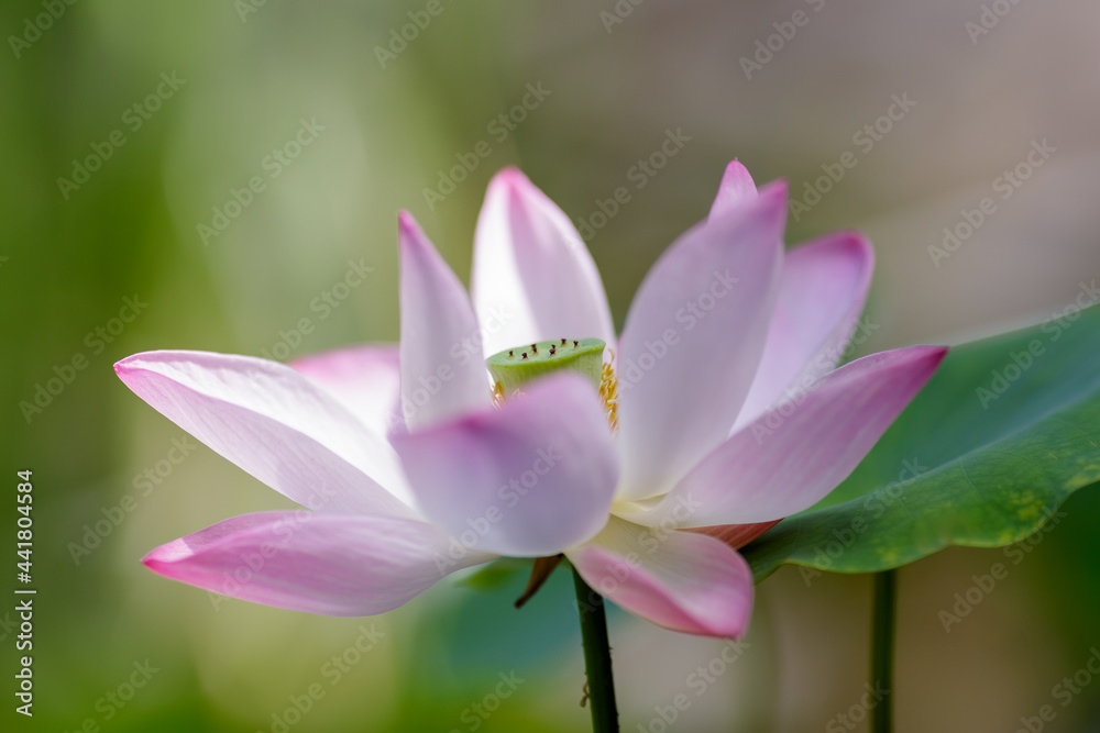 Pink lotus flower plants in water. Blooming aquatic plants in the pond