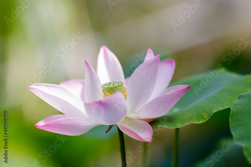 Lotus flower and Lotus flower plants