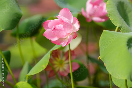 Pink lotus flower plants in water. Blooming aquatic plants in the pond