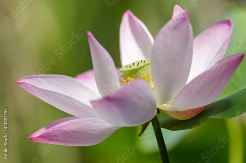 Pink lotus flower plants in water. Blooming aquatic plants in the pond