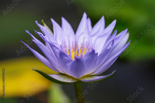 Nymphaea caerulea  blue lotus also known as Egyptian lotus. Blooming aquatic plants in the pond