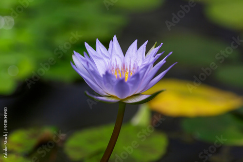 Nymphaea caerulea  blue lotus in natural background. Growing water plants in a pond