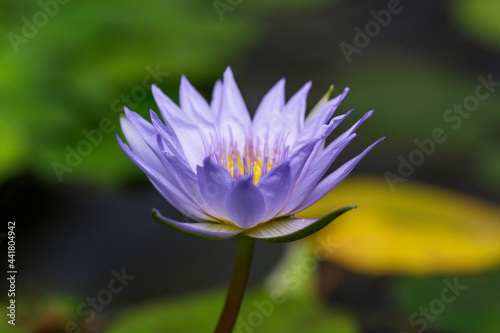 Nymphaea caerulea  blue lotus also known as Egyptian lotus. Blooming aquatic plants in the pond