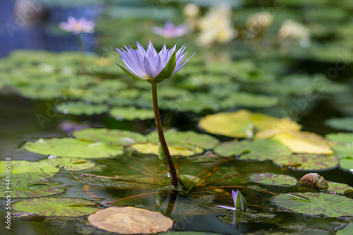 Nymphaea caerulea  blue lotus also known as Egyptian lotus. Blooming aquatic plants in the pond