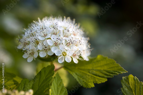 Maroon red leaved and white flowers of Physocarpus opulifolius in May at sunset