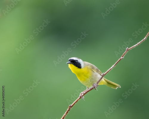 Obraz na plátně A beautiful Common Yellowthroat Warbler (Geothlypis trichas) with vivid green ba