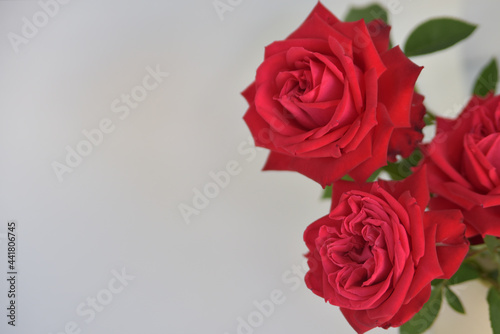 Three red roses on a white background with space for text
