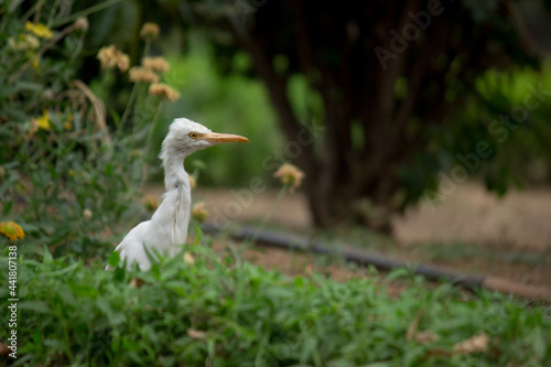  Egrets are herons that have white or buff plumage, develop fine plumes during the breeding season. Egrets are not a biologically distinct group from herons and have the same build