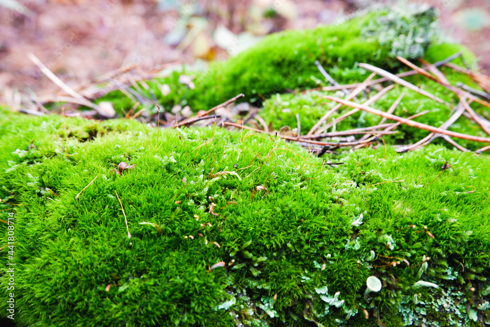 Photo of green moss on the trunk of a fallen tree in the forest. Close-up photo with beautiful bokeh.