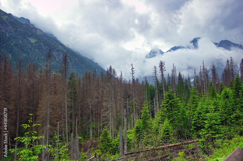 Fototapeta Naklejka Na Ścianę i Meble -  Wide angle view of tall trees and clouds around polish mountains on the way to Morskie Oko Lake, Tatra National Park located in the Tatry mountains , in the Lesser Poland Voivodeship