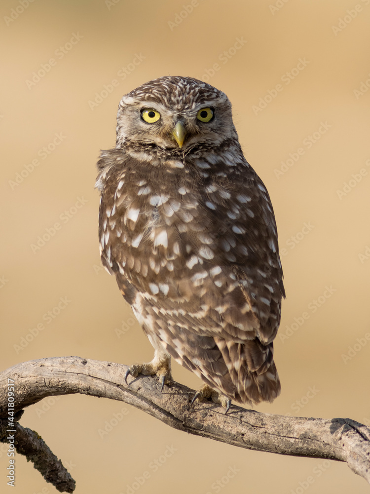 Fototapeta premium RETRATO DE MOCHUELO O ATHENE NOCTUA