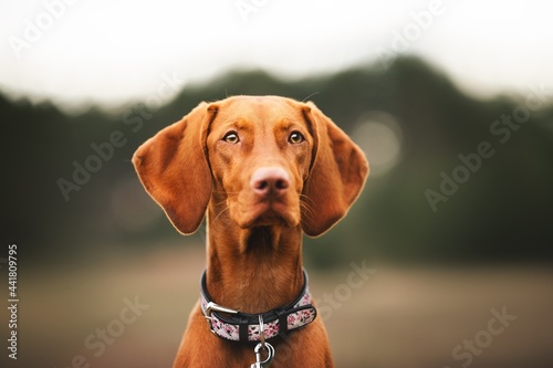 vizsla dog portrait © Maria