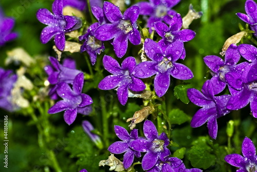 Jakiś gatunek dzwonka ( Campanula) - w rozkwicie (totus floreo !), z kroplami wody na kwiatach.