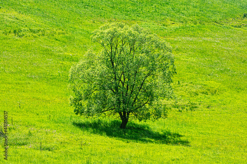 Big tree in the green meadow, Stara Lubovna, Slovakia