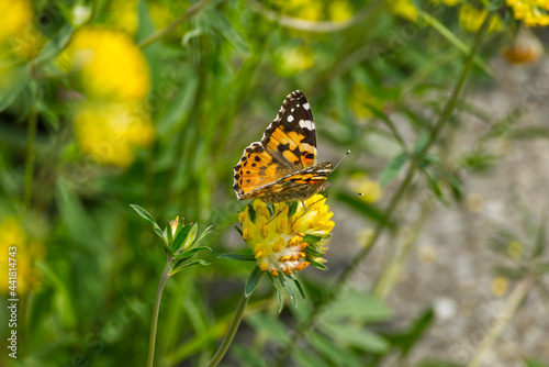 Painted Lady (Vanessa Cardui) Butterfly perched on yellow flower in Zurich, Switzerland. © Janine