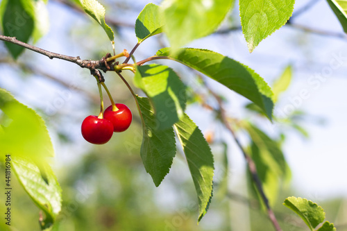 two red cherries are hanging on a branch with green leaves