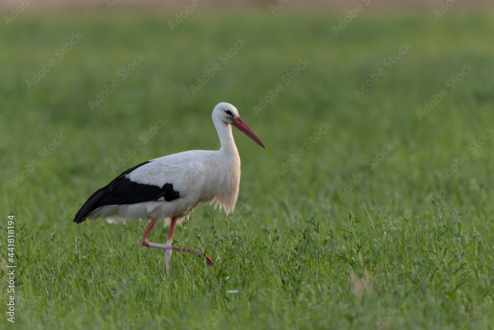 Cigogne blanche Ciconia ciconia en chasse dans une prairie Cigogne blanche Ciconia ciconia en chasse dans une prairie