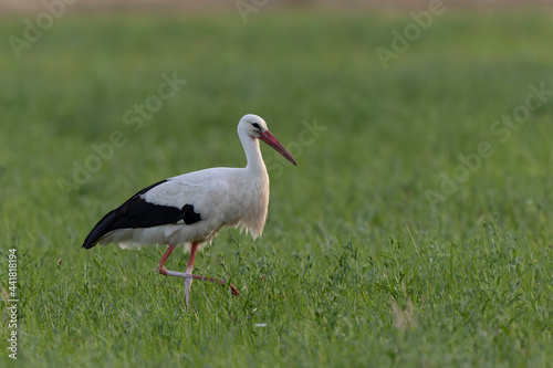 Cigogne blanche Ciconia ciconia en chasse dans une prairie