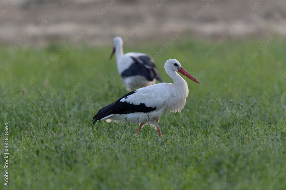 Cigogne blanche Ciconia ciconia en chasse dans une prairie Cigogne blanche Ciconia ciconia en chasse dans une prairie