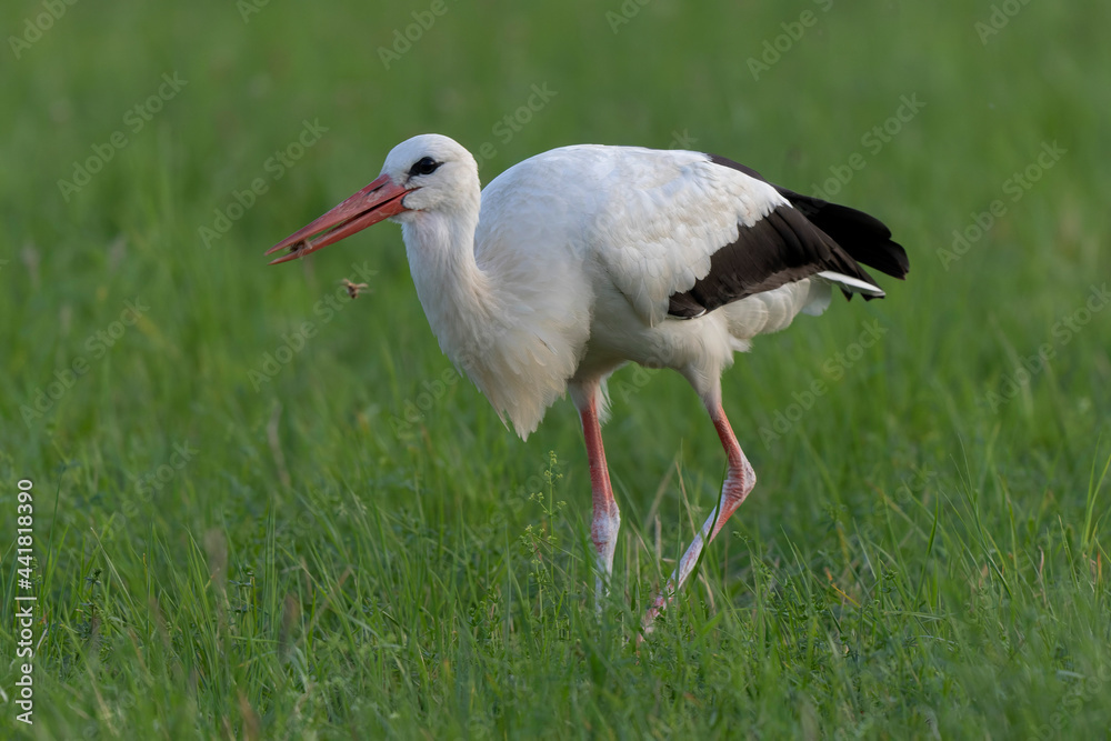 Cigogne blanche Ciconia ciconia en chasse dans une prairie Cigogne blanche Ciconia ciconia en chasse dans une prairie