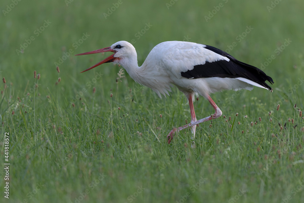 Fototapeta premium Cigogne blanche Ciconia ciconia en chasse dans une prairie